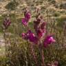 Fotografia 10 da espécie Antirrhinum majus do Jardim Botânico UTAD