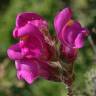 Fotografia 11 da espécie Antirrhinum majus do Jardim Botânico UTAD