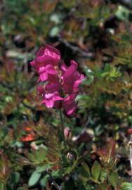 Fotografia da espécie Antirrhinum majus