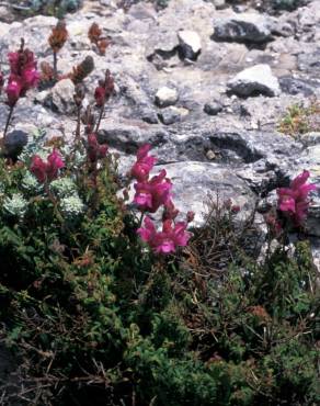 Fotografia 13 da espécie Antirrhinum majus no Jardim Botânico UTAD