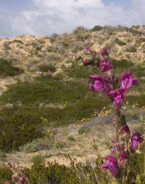 Fotografia 14 da espécie Antirrhinum majus no Jardim Botânico UTAD