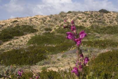 Fotografia da espécie Antirrhinum majus