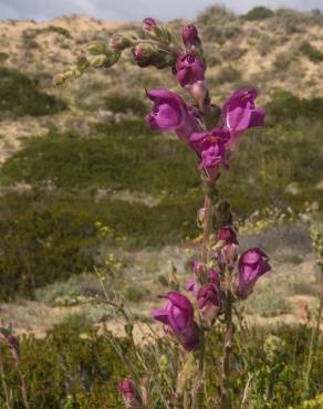 Fotografia 15 da espécie Antirrhinum majus no Jardim Botânico UTAD