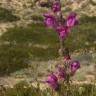 Fotografia 15 da espécie Antirrhinum majus do Jardim Botânico UTAD