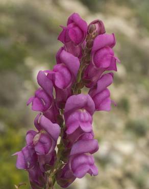 Fotografia 16 da espécie Antirrhinum majus no Jardim Botânico UTAD