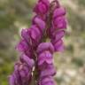 Fotografia 16 da espécie Antirrhinum majus do Jardim Botânico UTAD