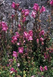 Fotografia da espécie Antirrhinum majus