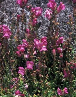 Fotografia 17 da espécie Antirrhinum majus no Jardim Botânico UTAD