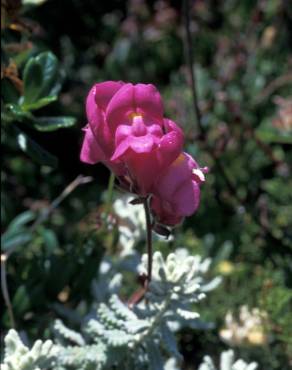 Fotografia 18 da espécie Antirrhinum majus no Jardim Botânico UTAD