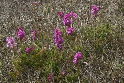 Fotografia da espécie Antirrhinum majus