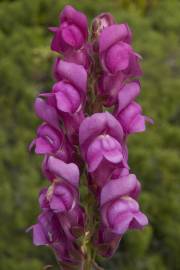 Fotografia da espécie Antirrhinum majus