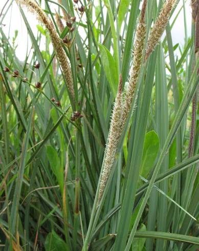 Fotografia de capa Carex hispida - do Jardim Botânico