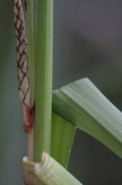 Fotografia da espécie Carex hispida