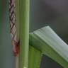 Fotografia 2 da espécie Carex hispida do Jardim Botânico UTAD