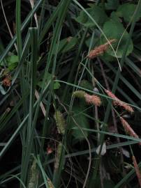 Fotografia da espécie Carex hispida
