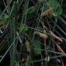 Fotografia 3 da espécie Carex hispida do Jardim Botânico UTAD