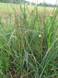 Fotografia da espécie Carex hispida