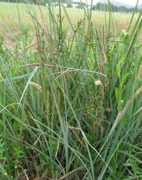 Fotografia 4 da espécie Carex hispida no Jardim Botânico UTAD