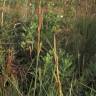 Fotografia 5 da espécie Carex hispida do Jardim Botânico UTAD