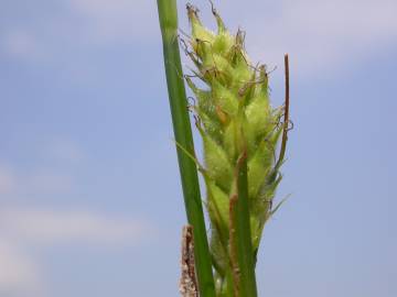 Fotografia da espécie Carex hirta