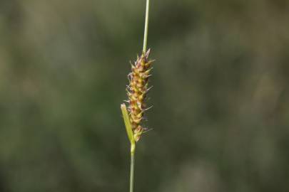 Fotografia da espécie Carex hirta