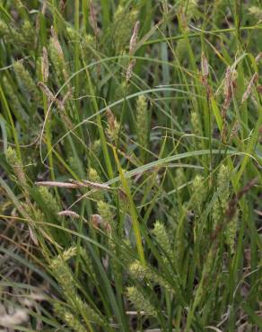 Fotografia 11 da espécie Carex hirta no Jardim Botânico UTAD