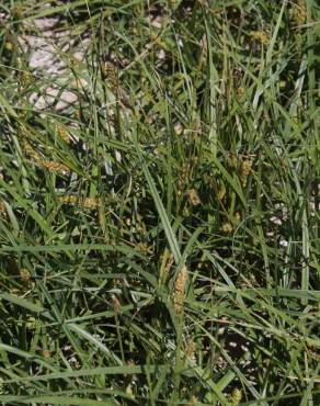 Fotografia 12 da espécie Carex hirta no Jardim Botânico UTAD