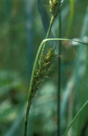 Fotografia da espécie Carex hirta