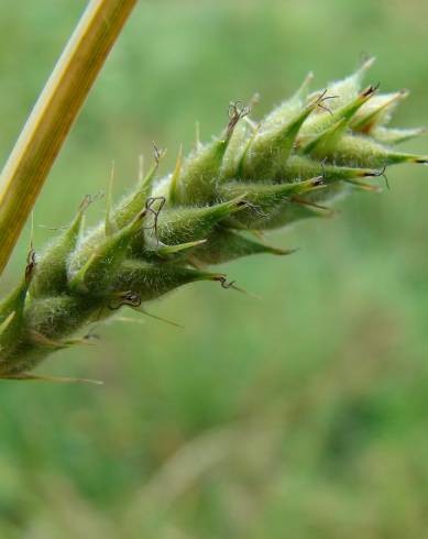 Fotografia de capa Carex hirta - do Jardim Botânico