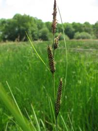 Fotografia da espécie Carex nigra