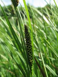 Fotografia da espécie Carex nigra