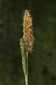 Fotografia da espécie Carex nigra