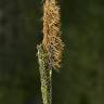 Fotografia 9 da espécie Carex nigra do Jardim Botânico UTAD