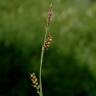 Fotografia 10 da espécie Carex nigra do Jardim Botânico UTAD