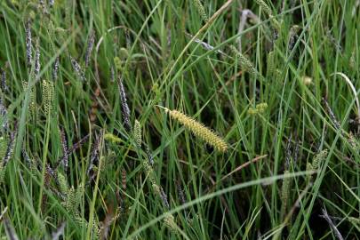 Fotografia da espécie Carex nigra