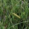 Fotografia 12 da espécie Carex nigra do Jardim Botânico UTAD