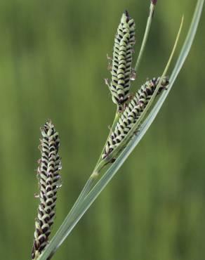 Fotografia 15 da espécie Carex nigra no Jardim Botânico UTAD