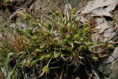 Fotografia da espécie Carex caryophyllea