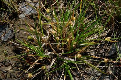 Fotografia da espécie Carex caryophyllea