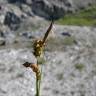 Fotografia 13 da espécie Carex caryophyllea do Jardim Botânico UTAD