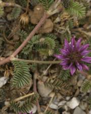 Fotografia da espécie Astragalus glaux