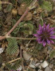 Astragalus glaux