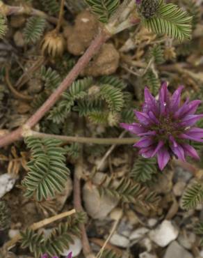 Fotografia 1 da espécie Astragalus glaux no Jardim Botânico UTAD