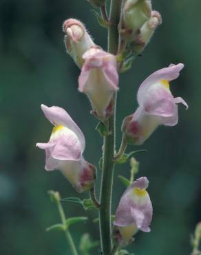 Fotografia 3 da espécie Antirrhinum graniticum no Jardim Botânico UTAD