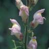 Fotografia 3 da espécie Antirrhinum graniticum do Jardim Botânico UTAD