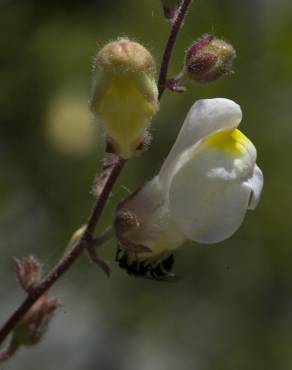 Fotografia 4 da espécie Antirrhinum graniticum no Jardim Botânico UTAD