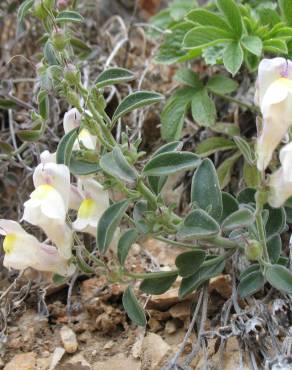 Fotografia 5 da espécie Antirrhinum graniticum no Jardim Botânico UTAD