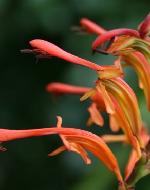 Fotografia 5 da espécie Chasmanthe floribunda no Jardim Botânico UTAD