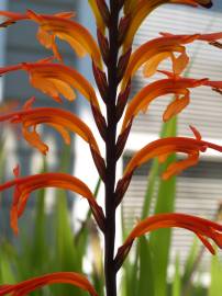 Fotografia da espécie Chasmanthe floribunda