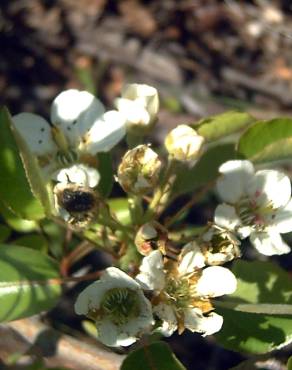 Fotografia 6 da espécie Pyrus bourgaeana no Jardim Botânico UTAD